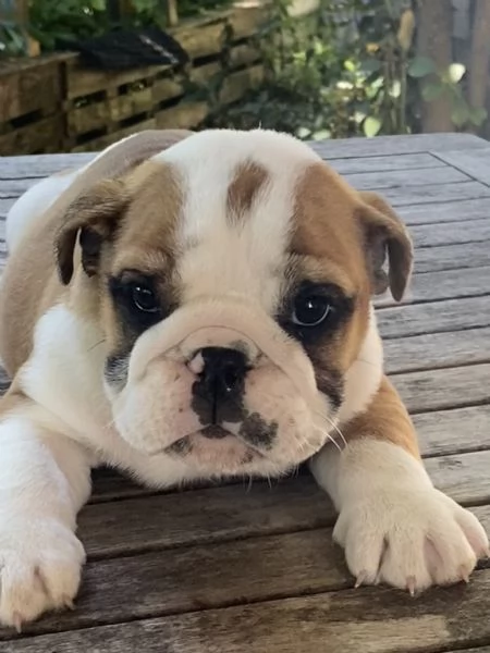 Cuccioli di bulldog inglese con pedigree 
