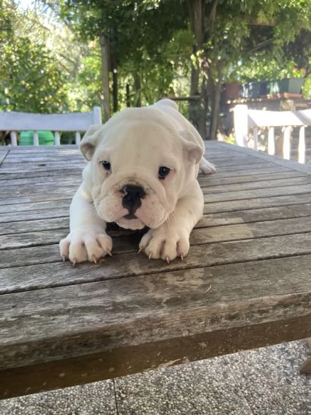 Cuccioli di bulldog inglese con pedigree  | Foto 0