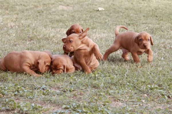 cuccioli di bracco ungherese con pedigree | Foto 3