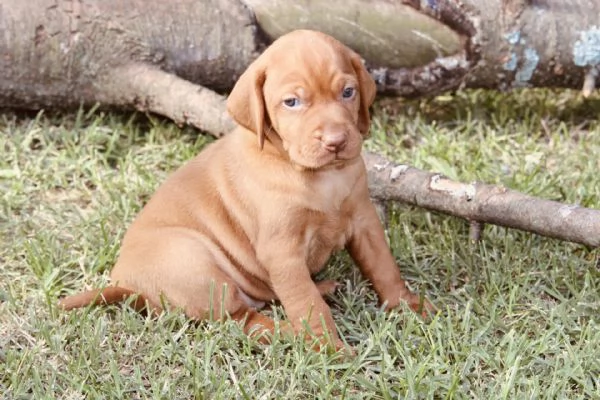 cuccioli di bracco ungherese con pedigree | Foto 0