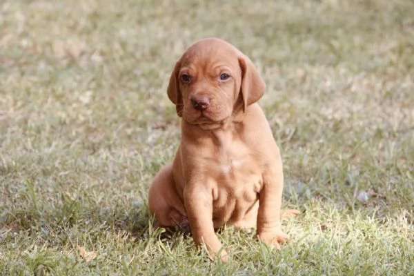 cuccioli di bracco ungherese con pedigree