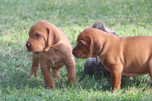 cuccioli di bracco ungherese con pedigree | Foto 6