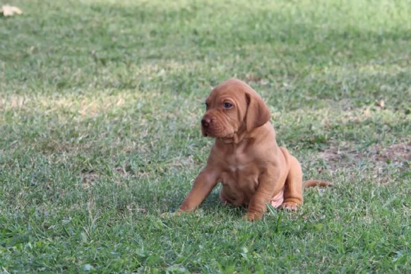 cuccioli di bracco ungherese con pedigree | Foto 5