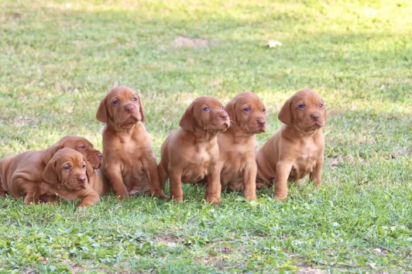 cuccioli di bracco ungherese con pedigree | Foto 3