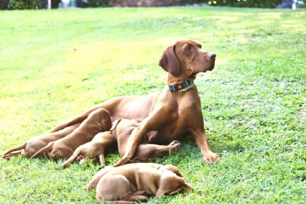 cuccioli di bracco ungherese con pedigree | Foto 2