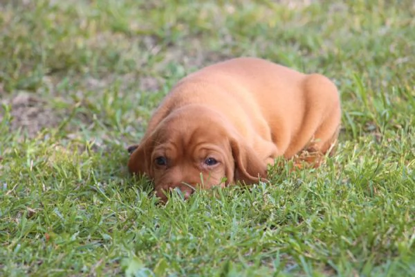 cuccioli di bracco ungherese con pedigree | Foto 1