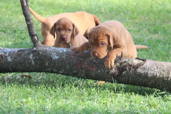 cuccioli di bracco ungherese con pedigree | Foto 0