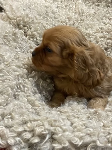 Cavalier King Rubin con pedigree | Foto 2