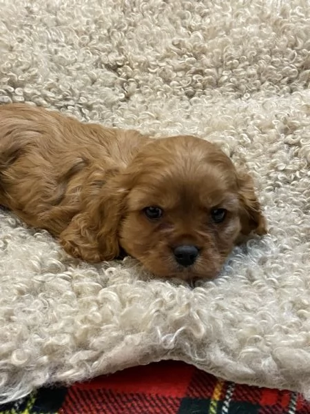 Cavalier King Rubin con pedigree | Foto 1