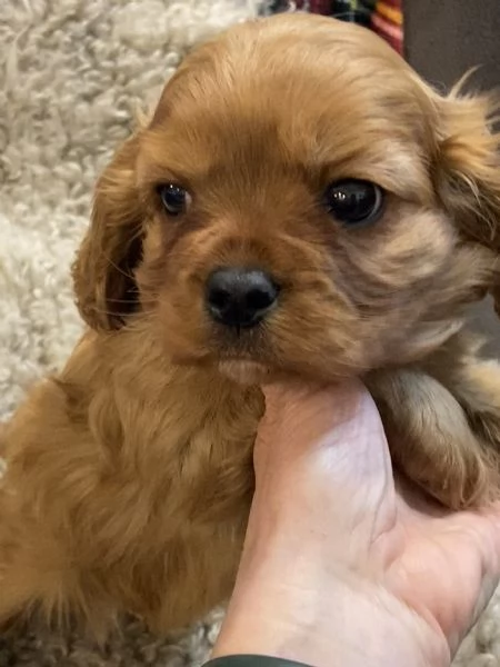 Cavalier King Rubin con pedigree