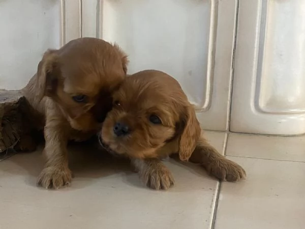 Cavalier King Rubin con pedigree | Foto 0