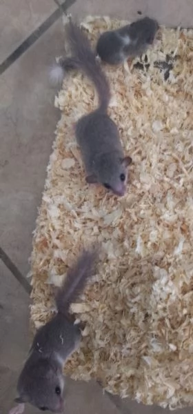 Minighiri baby 