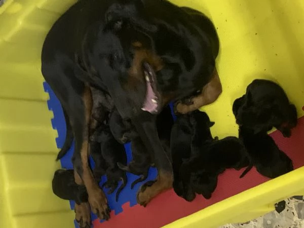cuccioli dobermann nerofocati | Foto 3