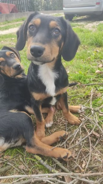 Bign cucciolo cerca Famiglia | Foto 0