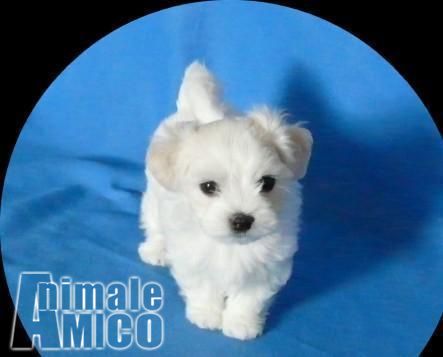 Vendita Cucciolo Maltese Da Negoziante A Napoli Cuccioli Maltese Nano
