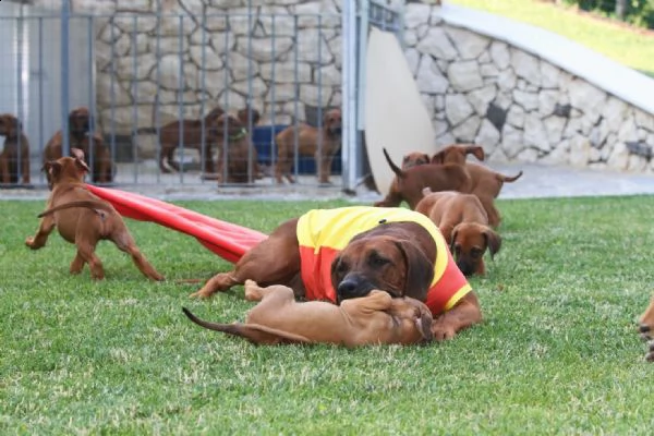 cuccioli di rhodesian ridgeback | Foto 6