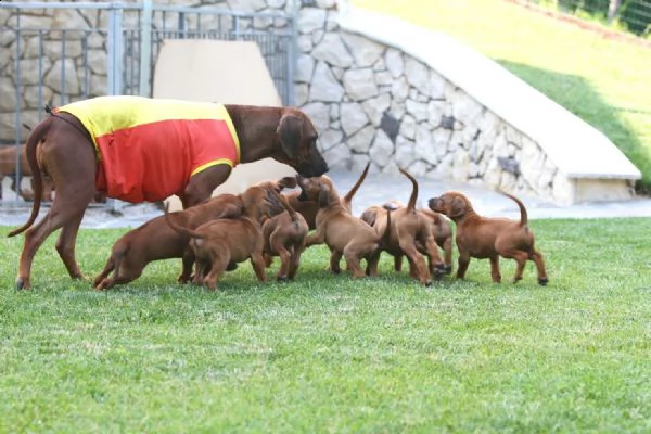 cuccioli di rhodesian ridgeback