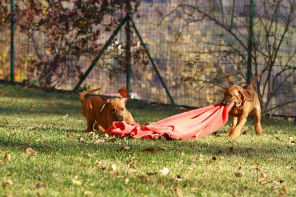 cuccioli di rhodesian ridgeback | Foto 1