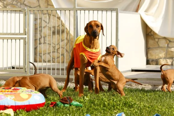 cuccioli di rhodesian ridgeback | Foto 0