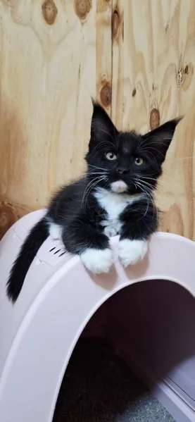 Cuccioli Maine Coon con Pedigree | Foto 6