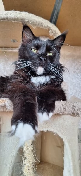 Cuccioli Maine Coon con Pedigree | Foto 5