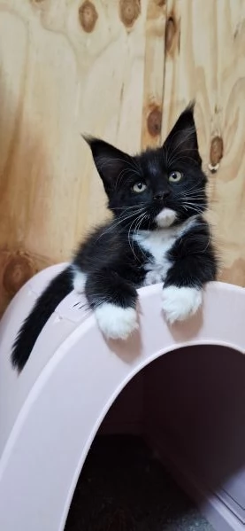 Cuccioli Maine Coon con Pedigree | Foto 4