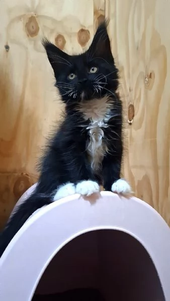 Cuccioli Maine Coon con Pedigree | Foto 3