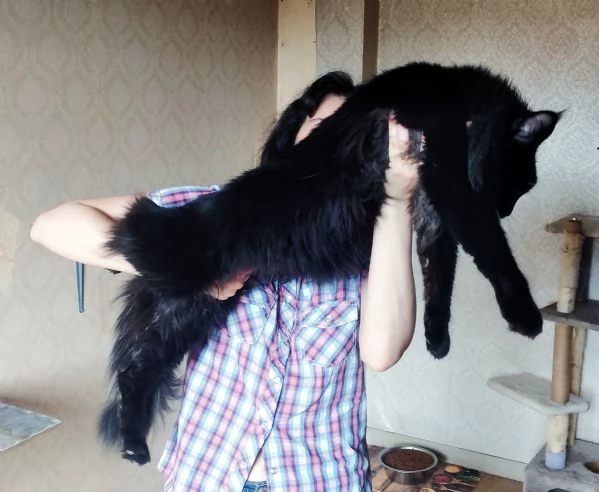 Cuccioli Maine Coon con Pedigree | Foto 2