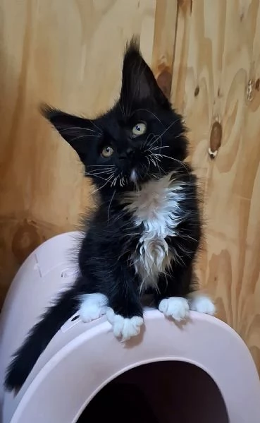 Cuccioli Maine Coon con Pedigree | Foto 1