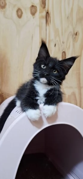 Cuccioli Maine Coon con Pedigree