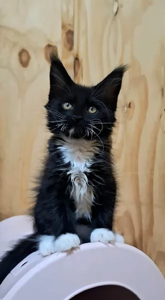 Cuccioli Maine Coon con Pedigree | Foto 0