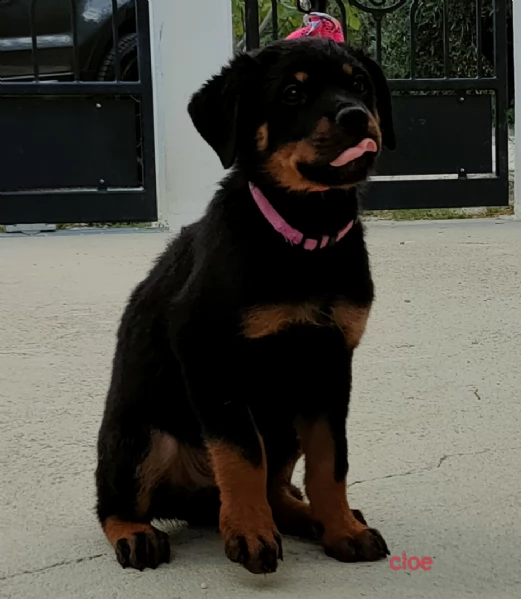 rottweiler  | Foto 4