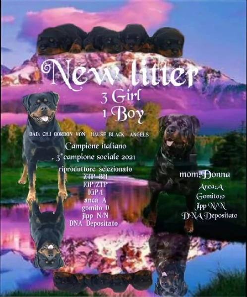 rottweiler  | Foto 3