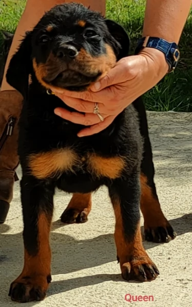 rottweiler 