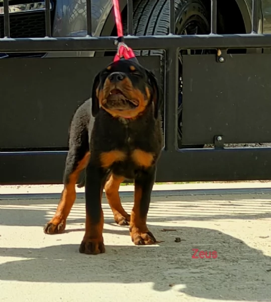 rottweiler  | Foto 2