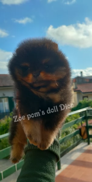 Spitz tedesco nano Pomerania  | Foto 5