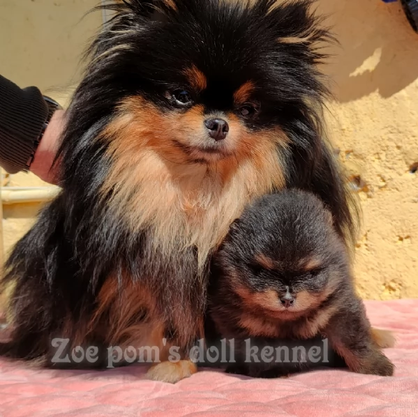 Spitz tedesco nano Pomerania  | Foto 4