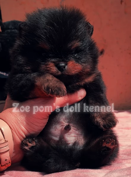 Spitz tedesco nano Pomerania  | Foto 3