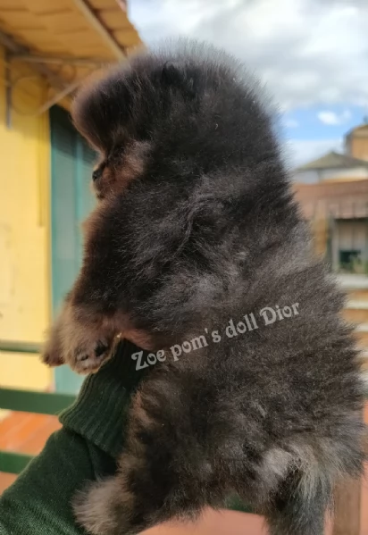 Spitz tedesco nano Pomerania  | Foto 1