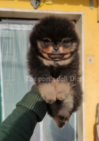 Spitz tedesco nano Pomerania 