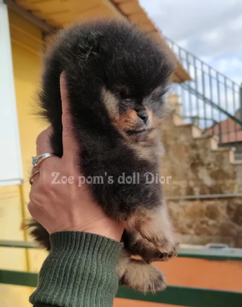 Spitz tedesco nano Pomerania  | Foto 0