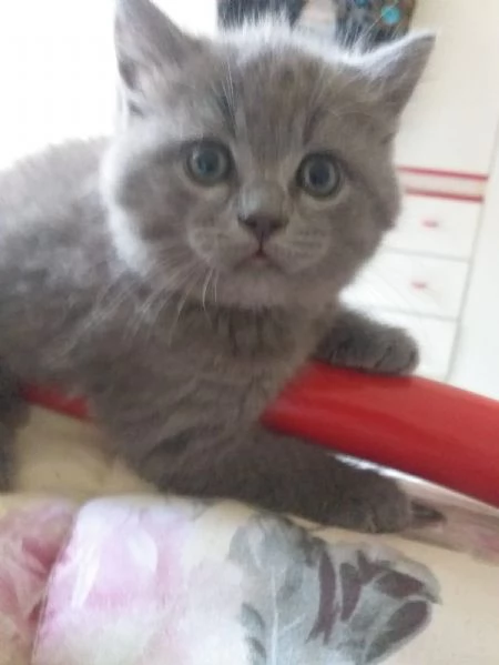 gatti certosinibritish