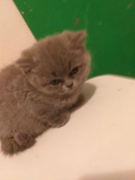 gatti certosinibritish | Foto 0