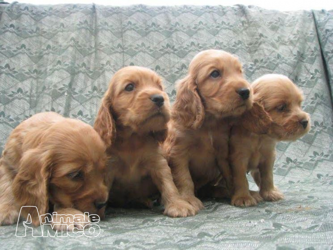 Vendita Cucciolo Cocker Da Allevatore A Ferrara Cuccioli Di Cocker