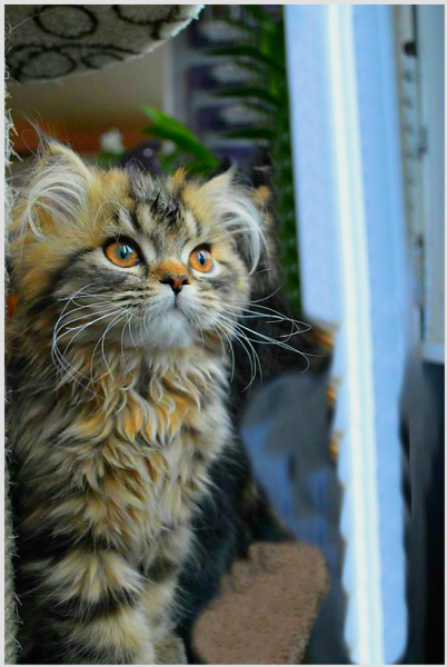 Vendita Cucciolo Persiano Da Privato A Cosenza Cucciola Di Gatto