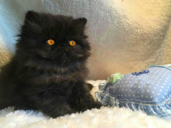 Vendita Cucciolo Persiano Da Privato A Cosenza Superlativi Cuccioli
