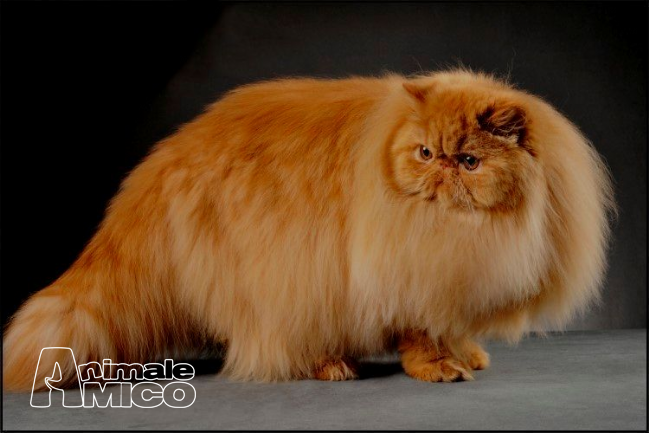 Vendita Persiano Da Privato A Cosenza Cucciolone Di Gatto Persiano