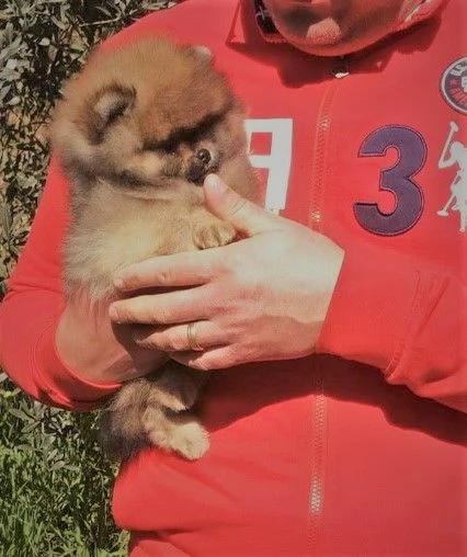 Volpino di Pomerania con PEDIGREE ENCI linea americana SELEZIONATO | Foto 2