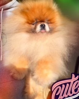 Volpino di Pomerania con PEDIGREE ENCI linea americana SELEZIONATO