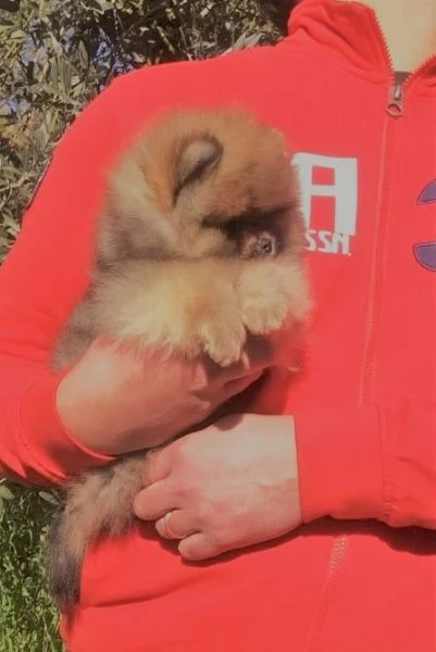 Volpino di Pomerania con PEDIGREE ENCI linea americana SELEZIONATO | Foto 0